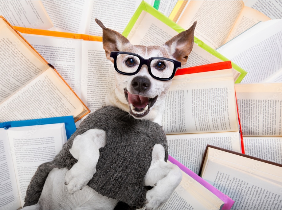 Cute dog in a sweater, wearing glasses, laying on a bunch of open books.